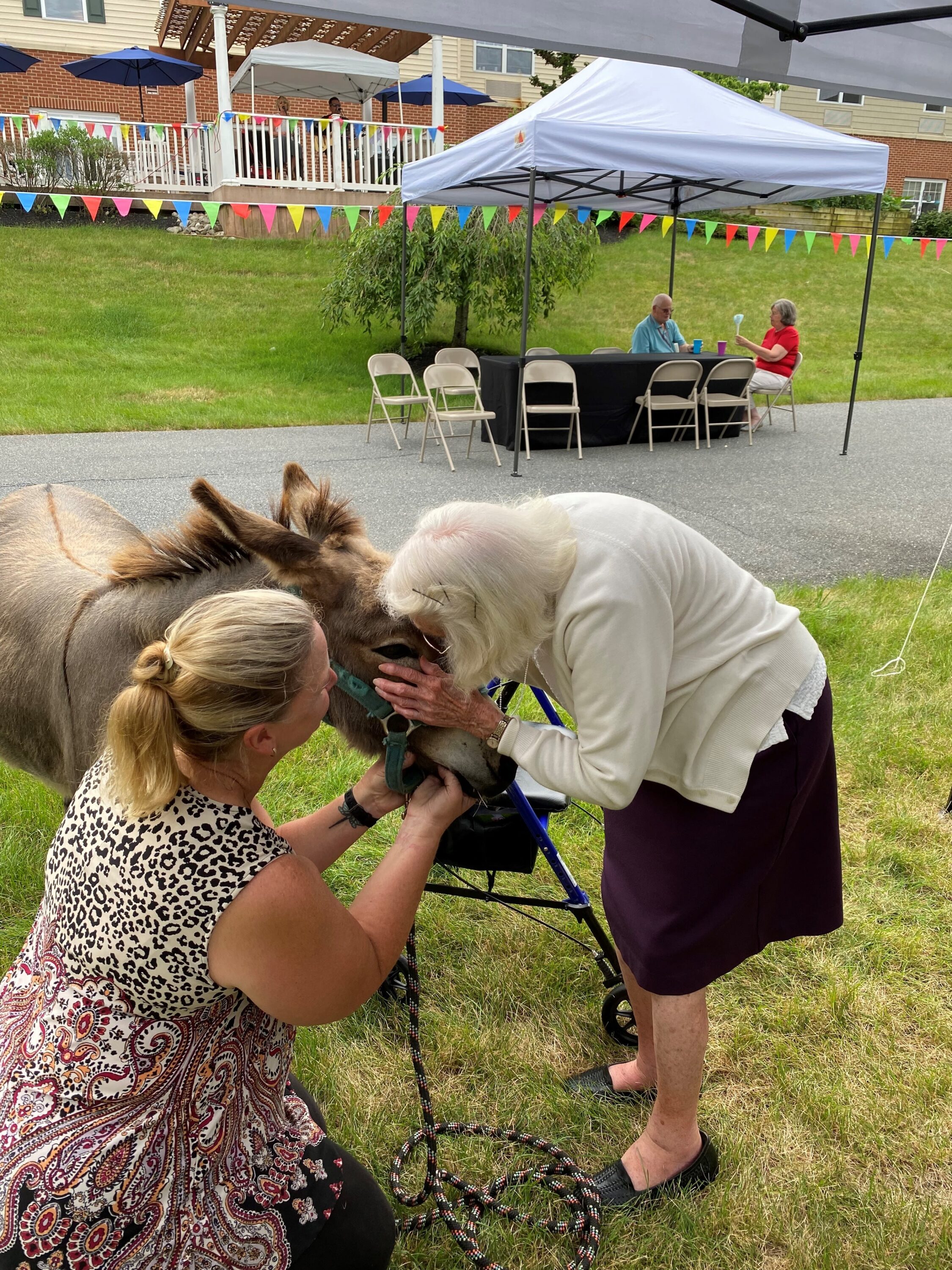 Elderly woman petting donkey at outdoor event